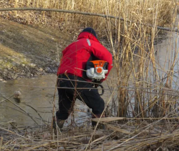 Phragmites Clean Up